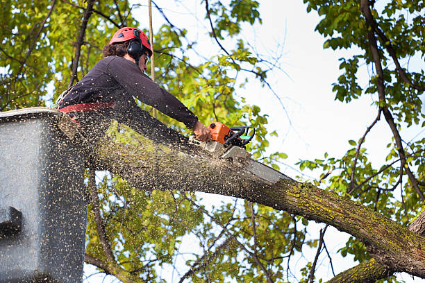 Best Tree Care Services  in USA